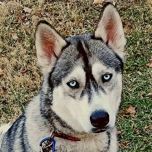 Meet your Posher, Abbie